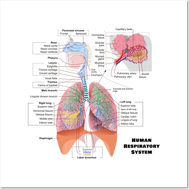 Human Respiratory System Diagram Wall Art by sovereign120